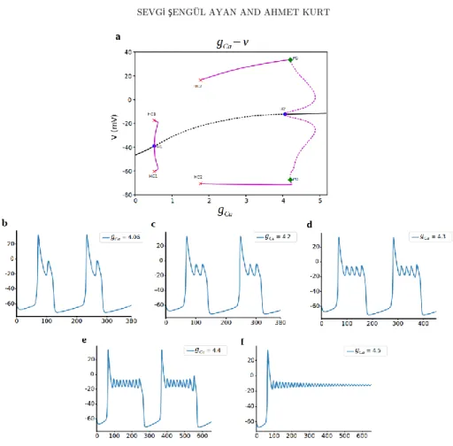 Figure  6.  Bifurcation  analysis  for  L-type  Ca  current  conductance  