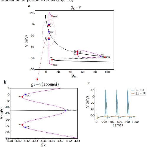 Figure 7: Bifurcation analysis for delayed rectifier K +  current conductance 