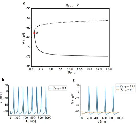 Figure  8.  Bifurcation  analysis  for  inward  rectifier  K +   current  conductance  