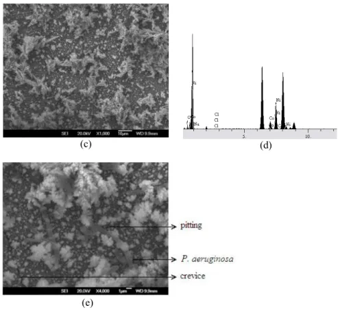 Fig. 1. The SEM micrograph of the surface of the Ni-Co coated discs exposed to (a)  medium and (b, c, e) medium with P