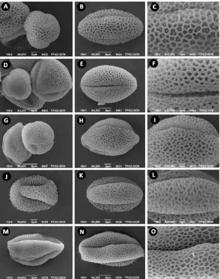 Figure 4. SEM pollen microphotograph of  Aethionema  taxa. A-C:  A. marashicum 