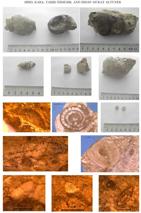 Figure 2. Different types of fossils collected from the study area 