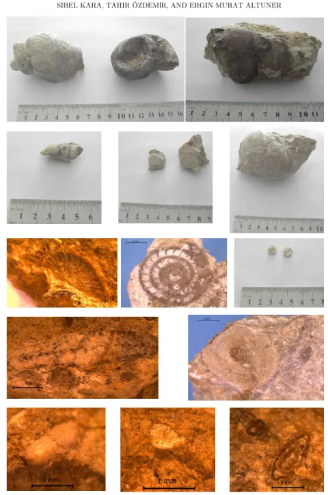 Figure 2. Different types of fossils collected from the study area 