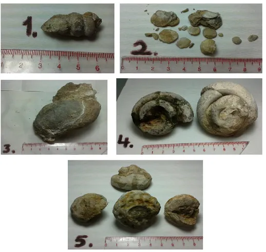 Figure 3. Fossil samples selected to be used in the study 