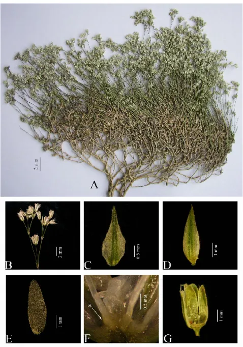 Figure 1.  Minuartia setacea subsp. setacea var. setacea (Koç 2354). A– habit, B–  cyme, C– bract, D– sepal, E– petal, F–  (*) staminal gland, G– capsule