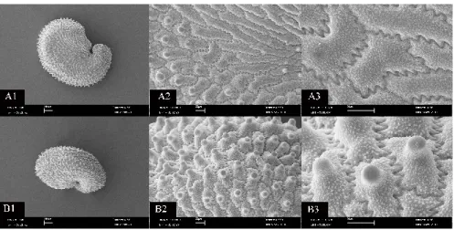 Figure 2.   SEM photographs of the  seed coat.  Minuartia setacea (A‒ Ventral, B‒  Dorsal surface)