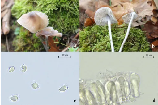 Figure 2. Mycena erubescens, a-b. basidiocarp c. spores, d. basidium  Omphalotaceae Bresinsky 