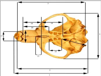 Figure 5. Character measurements of skull in ventral view. 