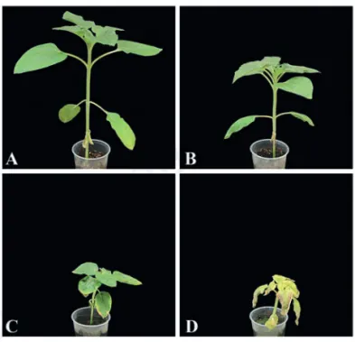 Figure  1. The  effect  of  different  salt  concentrations  on  seedling growth of sunflower cv