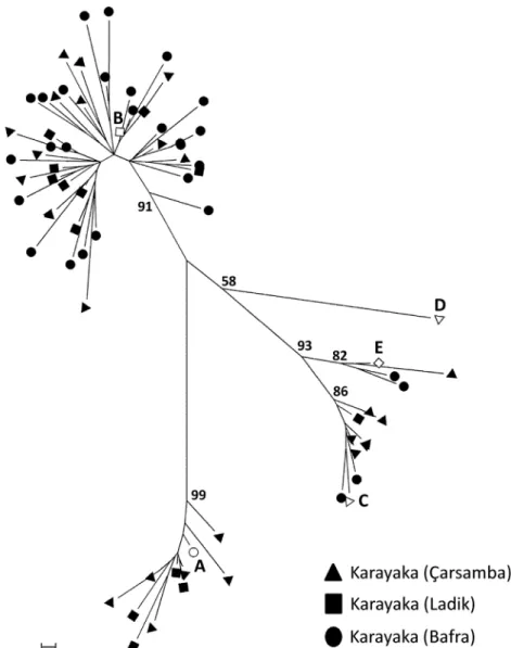 Fig. 1. Neighbor-joining tree depicting the genetic relationships among mitochondrial sequences from Karayaka sheep sampled at the Çarsamba, Ladik and Bafra districts (black-colored ﬁgures)