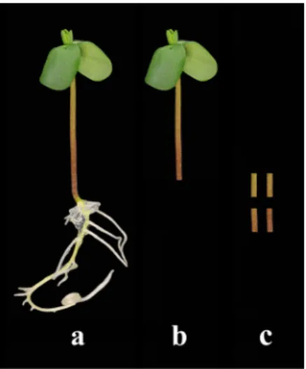 Fig. 1 Seven-day-old sterile flax seedling (a), Explant (7-day-old  sterile flax seedling having cotyledon leaves and no root system  used in transformation studies) used for inoculation in 2 nd , 3 rd and 4 th  inoculation methods (b), and explants used f