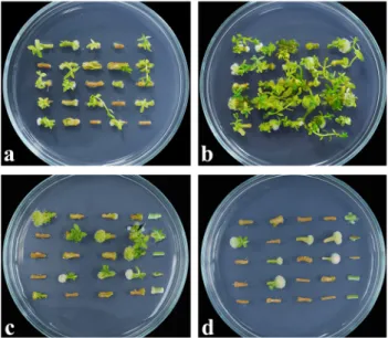 Table 1 The development of shoots regenerated and transformed form flax hypocotyl explants inoculated with Agrobacterium  tumefaciens  on selection medium 4 weeks after culture initiation