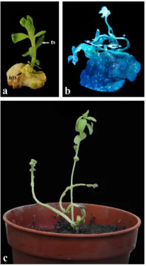 Fig. 3 Kanamycin-resistant shoot formation of flax cv. ‘Madaras’. Transgenic shoot (ts) and non-transgenic shoot (nts) of cv