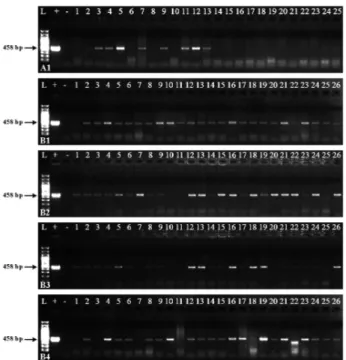 Fig. 4 PCR analysis of genomic DNA from transgenic and  non-transgenic plants cv. 'Madaras' for amplification of 458 bp  npt-II gene in the 1 st