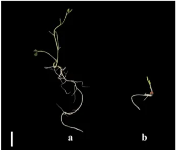 Fig. 1. In vitro seedling growth from Lathyrus chrysanthus Boiss. from seeds pre-treated with 125 mT MF strength at different MF exposure time periods (a) 24 h (treated) and (b) 0 h (untreated) (Bar ¼ 2 cm).