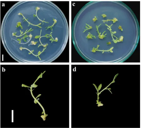 TABLE 2. The effect of MF strength 125 mT for 0, 24, 48, and 72 h on shoot regeneration from cotyledon node explants of Lathyrus chrysanthus Boiss.