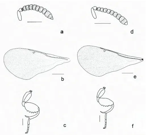 Figure 2. Podagrionella konyaensis: a) Antenna; b) forewing; c) hind leg. Podagrionella eremiaphilae: d) Antenna; e) forewing; f) hind leg