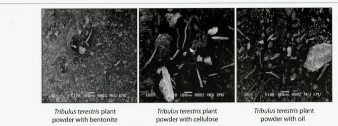 Fig 1. Images of Tribulus terestris plant powder with bentonite, cellulose and oil on electron microscope Çekil  1 
