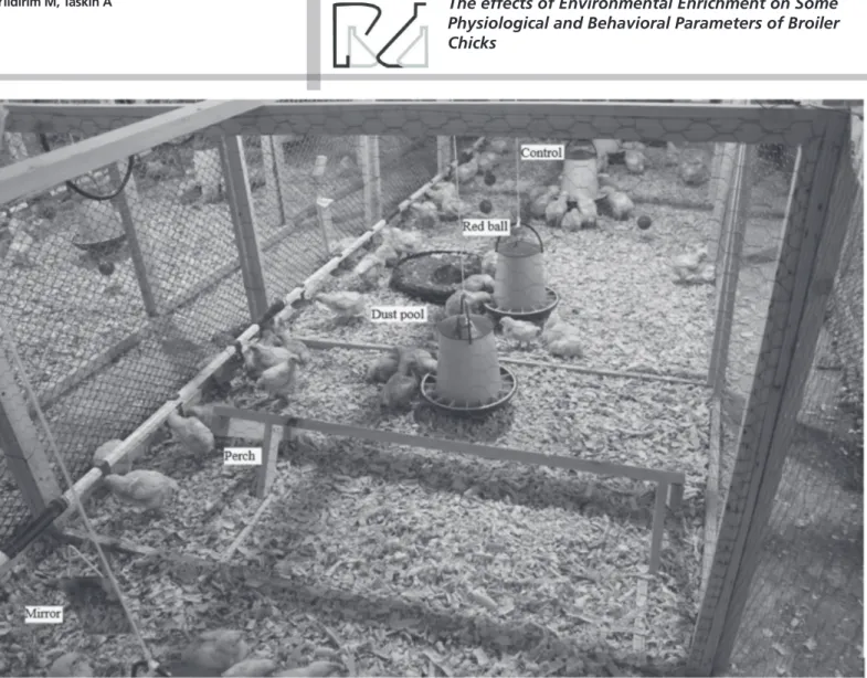 Figure 1 – Enriched pens with perches, dust pools, mirrors and red balls
