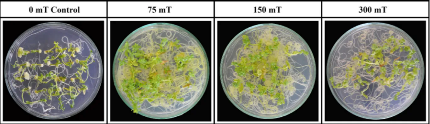 Figure 1. The effects of different magnetic field strengths (millitesla, mT) on the regeneration from flax hypocotyl explants