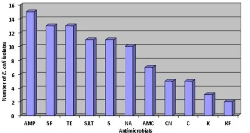 Fig. 2. Number of  E.  coli isolates showing resistance to antimicrobials. AMP, ampicillin; AMC, amoxycilllin/clavulanic acid; SF,