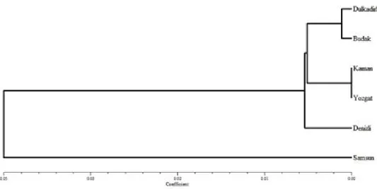 Fig 2: Dendrogram  Based  Nei’s (1978) Genetic distance  using  UPGMA  method