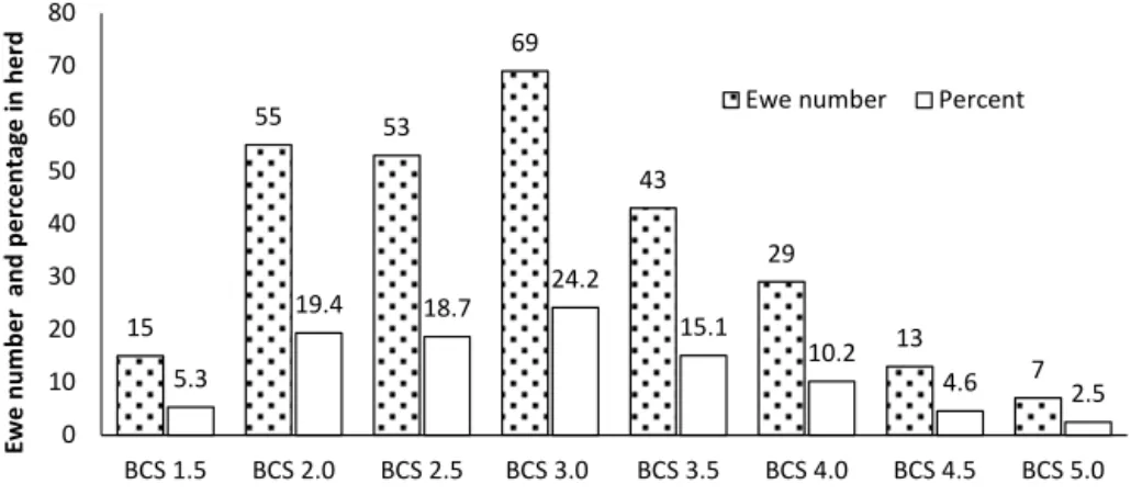 Figure 1. The distribution of ewe number and percentage according to BCS at mating.