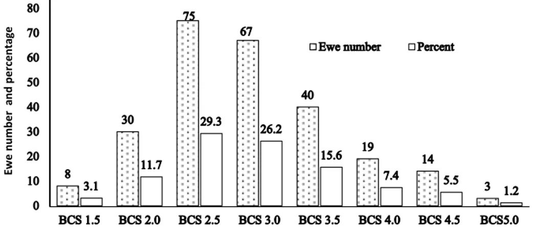 Figure 2. The distribution of ewe number and percentage according to BCS at postpartum.