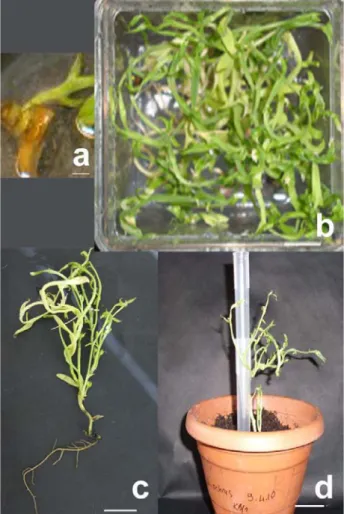 Fig 1. Shoot regeneration from half cotyledon node explant of 