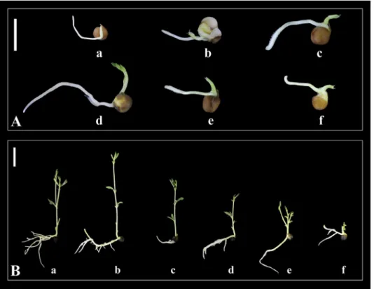 Fig. 1. A. In vitro seed germination and shoot growth from L. chrysanthus seeds irradiated with (a) 0 Gy, (b) 50 Gy, (c) 100 Gy, (d) 150 Gy, (e) 200 Gy and (f) 250 Gy gamma doses at the 14th day