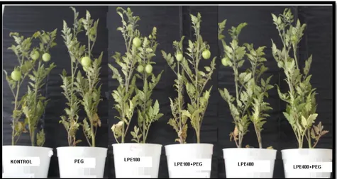 Şekil  1.’de  İkram  domates  çeşidinin,  toprak  uygulaması  yapılan  bitkilerin  hasat  sırasındaki  görüntüsü  olup  uygulamalar  sırasıyla;  kontrol,  PEG,  LPE100,  LPE100+PEG, LPE400 ve LPE400+PEG’dir
