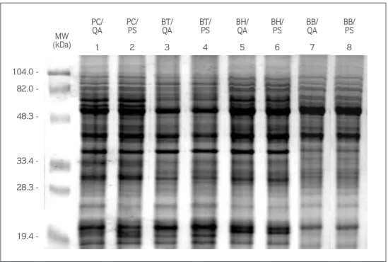 Figure 1.  SDS-PAGE profile of bark proteins extracted from 4 pear scions, Passa Crassane (PS), Bartlett (BT), Beurre Hardy (BH) and Beurre Bosc (BB), grafted on QA and pear seedling (PS) rootstocks