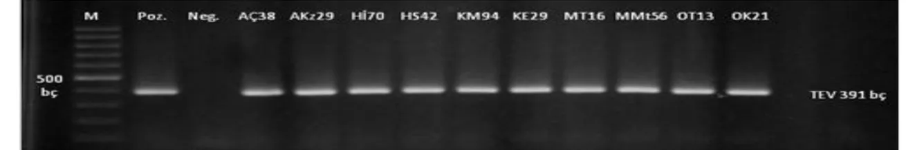 Şekil 1. Doğu akdeniz Bölgesinde farklı illerden toplanan biber örneklerinin  Tobacco etch virus için RT-PCR analizleri ile  testlenmesi