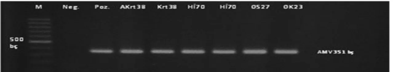 Şekil  8.  Doğu  akdeniz  Bölgesinde  farklı  illerden  toplanan  biber  örneklerinin  Alfalfa  mosaic  virus  için  RT-PCR  analizleri ile testlenmesi