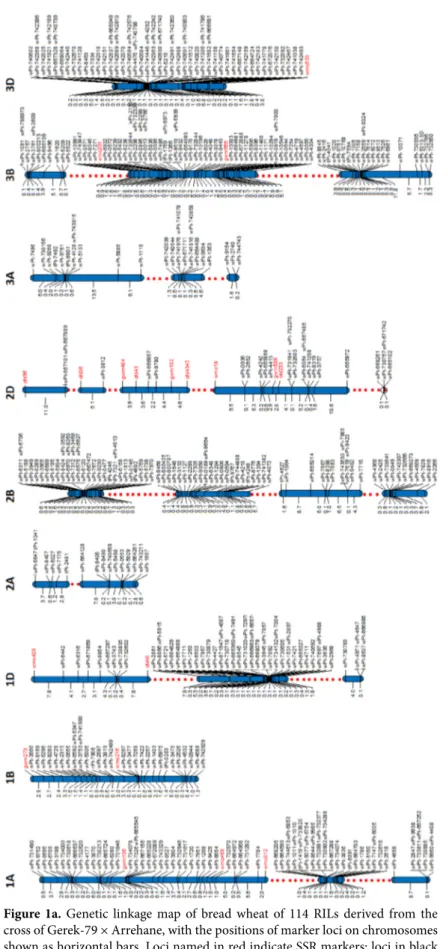 Figure 1a. Genetic linkage map of bread wheat of 114 RILs derived from the 