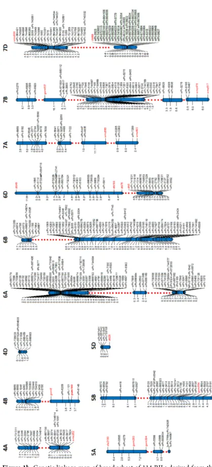 Figure 1b. Genetic linkage map of bread wheat of 114 RILs derived from the 
