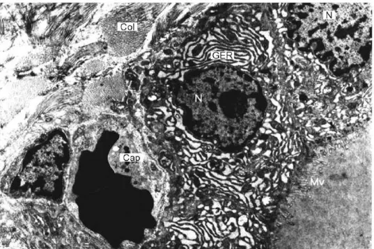 Figure 5.  Electron  micrograph  of  the  thyroid  tissue  of  rats  that  were  treated  with  atropine and  pralidoxime  chloride 8  minutes after receiving methamidophos  (group 3)