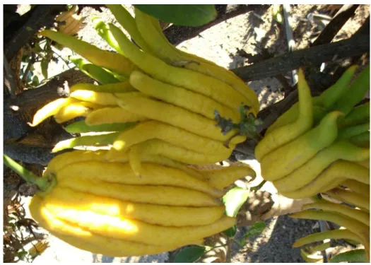 Fig. 5. Fruit shape of ‘Buddhas Hand’ (fingered citron) 