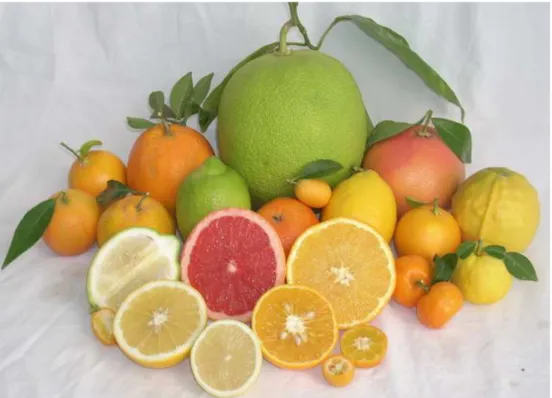 Fig. 1. Citrus fruits have distinct fruit characteristics. 