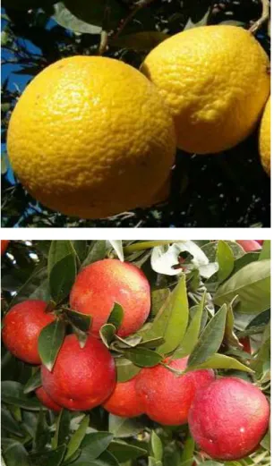 Fig. 2. Fruit image of ‘Chironja’ (top) and ‘Moro’ (bottom) orange cultivars showed  phenotypic variation among oranges( from Uzun, 2009)