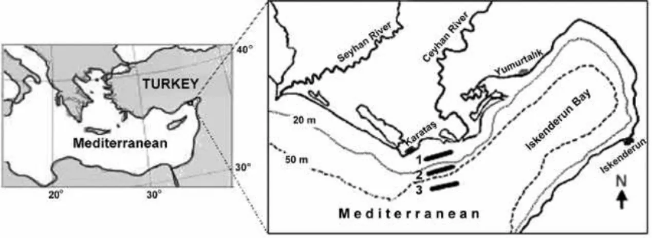 Fig. 1. Study area and sampling stations.