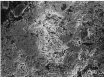 Figure 4b. SEM photograph of the sample sintered 100 h.