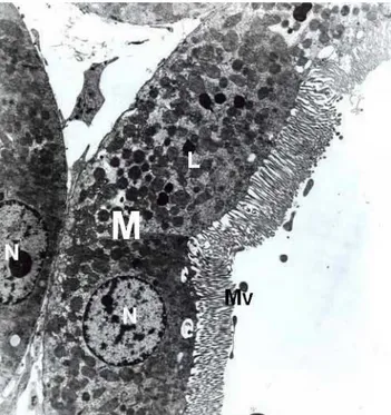 Fig. 1. Control groups, normal proximal convoluted tubule. Nucleus (N), mitochondria (M), lysosomes (L), brush border (BB)