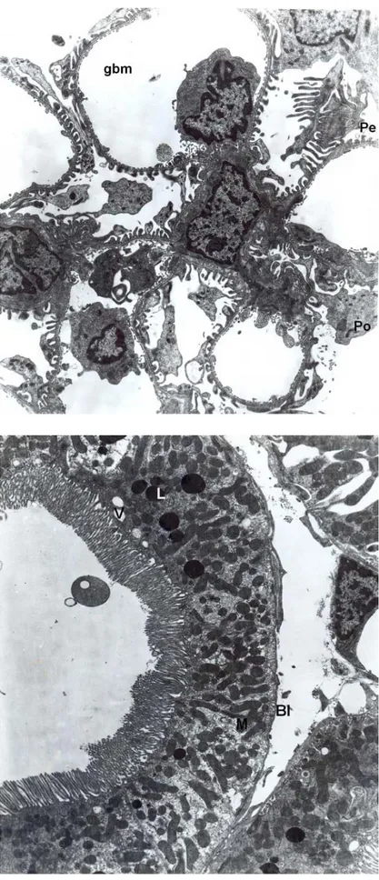 Fig. 2. Control group, normal glomerulus are seen. Podocytes (Po), pedicles (Pe), glomerular basement membrane (GBM)