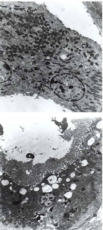 Fig. 4. Group 2, distal tubule are seen normal. Nucleus (N), mitochondria (M). X8100.