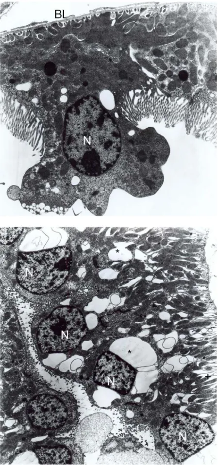 Fig. 9. Group 5, distal convoluted tubule. Increased vacuoles (V) and deep foldings (asterix) are noticed