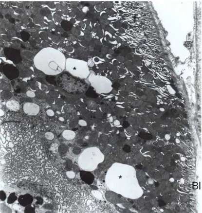 Fig. 11. Group 6, distal convoluted tubule is seen normal appearance. Nucleus (N) and mitochondria (M)