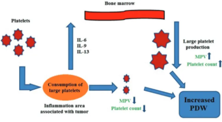 Figure 2. The possible mechanism of increased PDW CONCLUSION