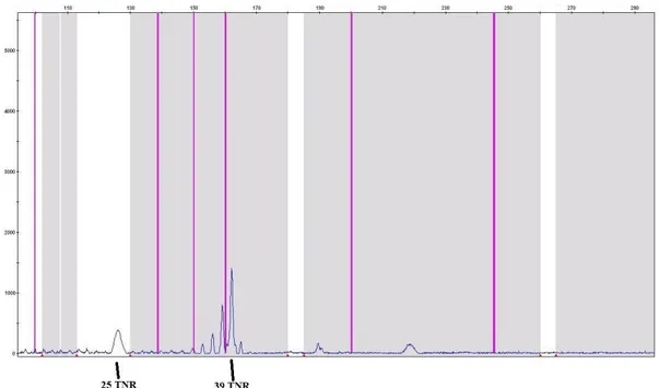 Figure 2. Fragment analysis result of the individual 5 (26/39 TNRs).