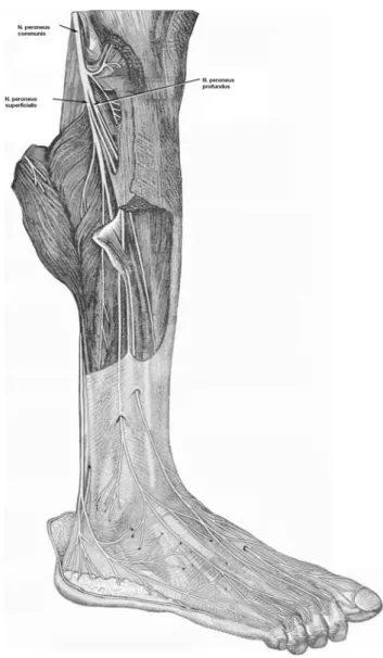 FIGURE 1. Anterolateral view of the right leg showing the common peroneal nerve, superficial, and deep peroneal branches.